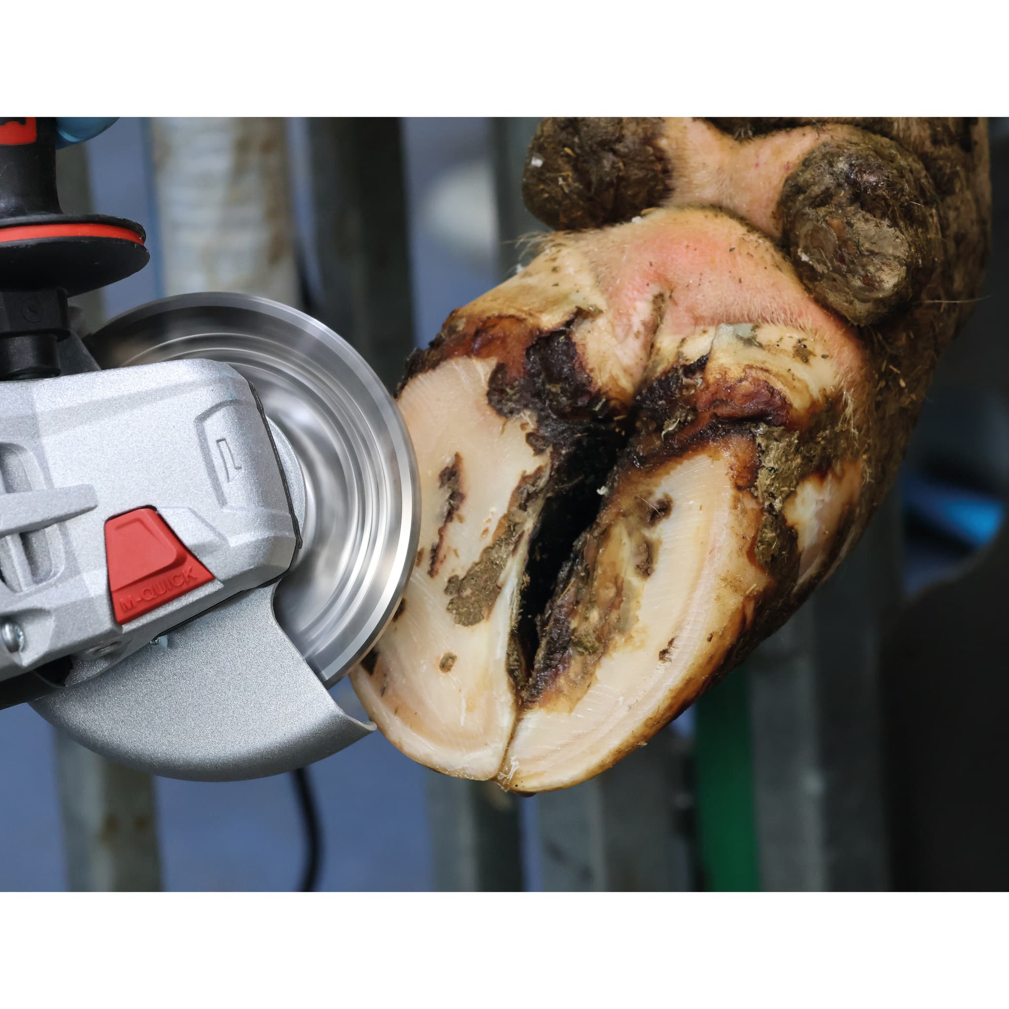 titanium cattle hoof trimming disc in use